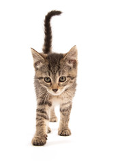 Cute tabby on white