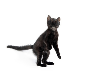 Cute black kitten on white