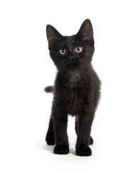 Cute black kitten on white