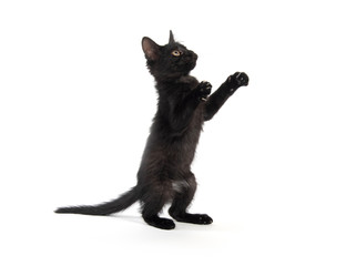 Cute black kitten on white