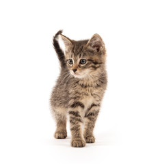 Cute tabby kitten on white