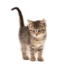 Cute tabby kitten on white