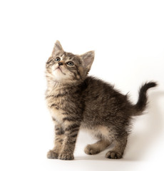 Cute tabby kitten on white