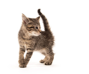 Cute tabby kitten on white