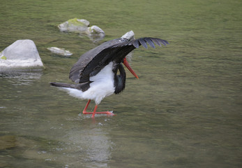 the blackstork (ciconia nigra) is hunting for fish (Poland, Szczawnica)