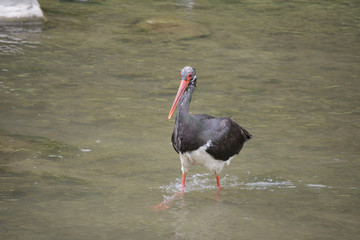 the black stork (ciconia nigra) is walking in a mountain stream (Szczawnica, Poland)