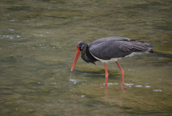 the black stork (Ciconia nigra) is looking for fish in a mountain stream (Szczawnica, Poland)