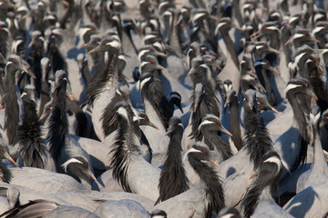 Demoiselle Cranes at feeding station, Kichan, Rajasthan