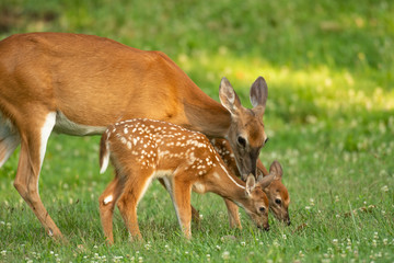 Whitetail doe and two fawns
