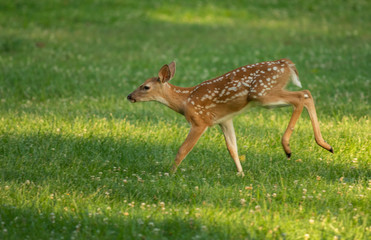white-tailed deer fawn