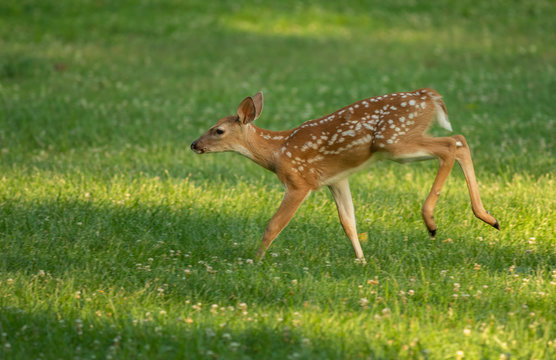Fototapeta white-tailed deer fawn