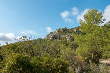 Obraz premium The desert of the palms under the blue sky