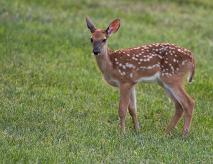 white-tailed deer fawn