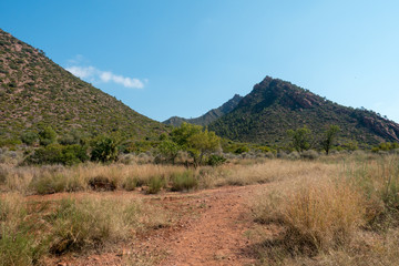The desert of the palms under the blue sky