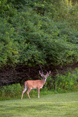 Naklejka na ściany i meble Large white-tailed deer buck in summer