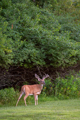 Large white-tailed deer buck in summer