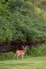 Large white-tailed deer buck in summer