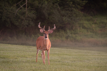Large white-tailed deer buck in summer