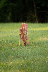white-tailed deer fawn