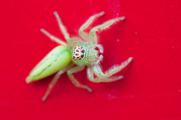 Green Jumping spider on the side of a car