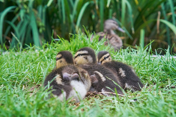 Entenküken in der Wiese