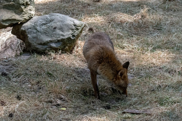 Naklejka premium fox