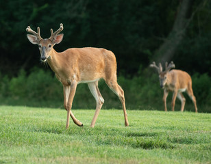 Naklejka na ściany i meble White-tailed deer buck with velvet on antlers