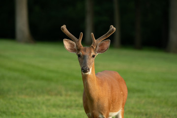 Naklejka na ściany i meble White-tailed deer buck with velvet on antlers