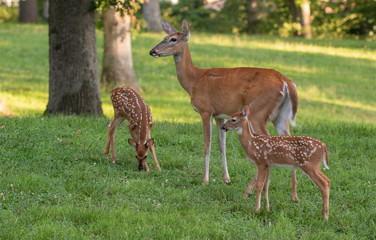 Whitetail doe and two fawns