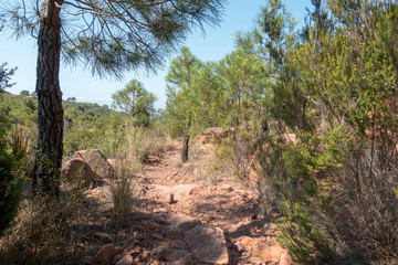 The desert of the palms under the blue sky