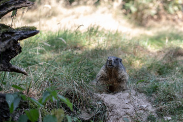 Obraz premium groundhog