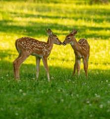 Naklejka na ściany i meble Two white-tailed deer fawns nose to nose in an open meadow on a summer morning