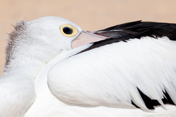 Close up of Australian Pelican, Western Australia