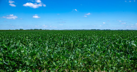 Soybean field in summer