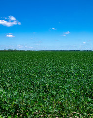 Fototapeta na wymiar Soybean field in summer