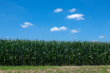 Obraz premium Cornfield and blue sky