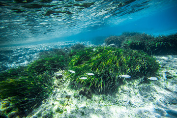 Algas y peces en Mallorca © antoniorull