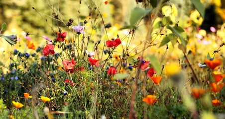 Fototapeta premium Łąka Wildflower w lecie