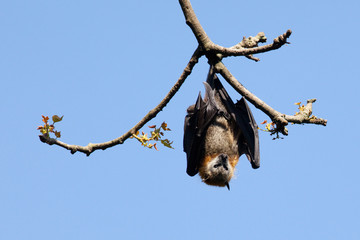 Fruit Bat hanging in a park tree, Sydney, Australia