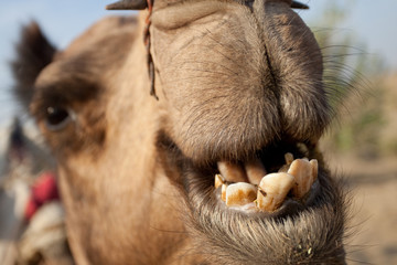 Close up of a camels teeth, Rajasthan