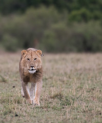 Naklejka premium Male lion at carcass
