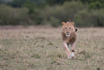Male lion at carcass