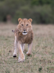 Male lion at carcass