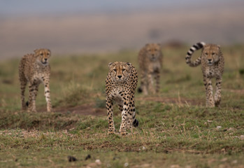 Four cheetahs in Masai Mara
