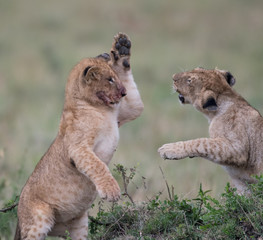 Two lion cube playing after feeding at a kill site in Masai Mara Game Reserve, Kenya