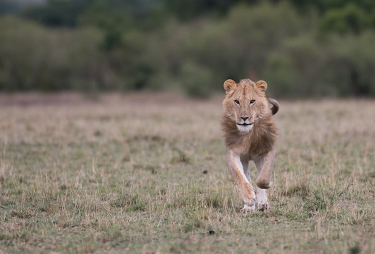 Male lion at carcass