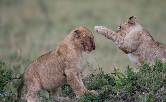 Two lion cube playing after feeding at a kill site in Masai Mara Game Reserve, Kenya