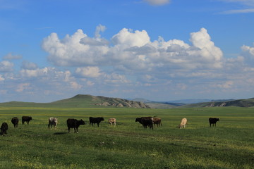cattle in georgia