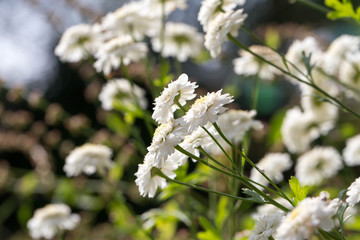 White Garden Flowers