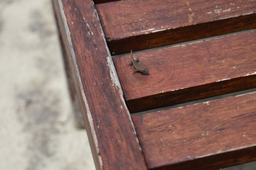 Maldives babygekko